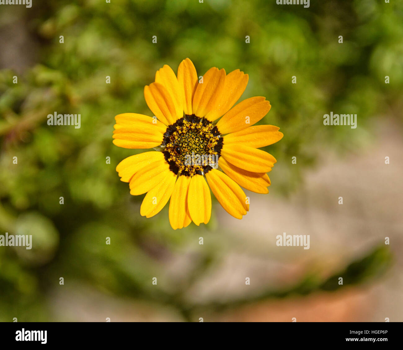 Ursinia speciosa flower in South Africa Stock Photo
