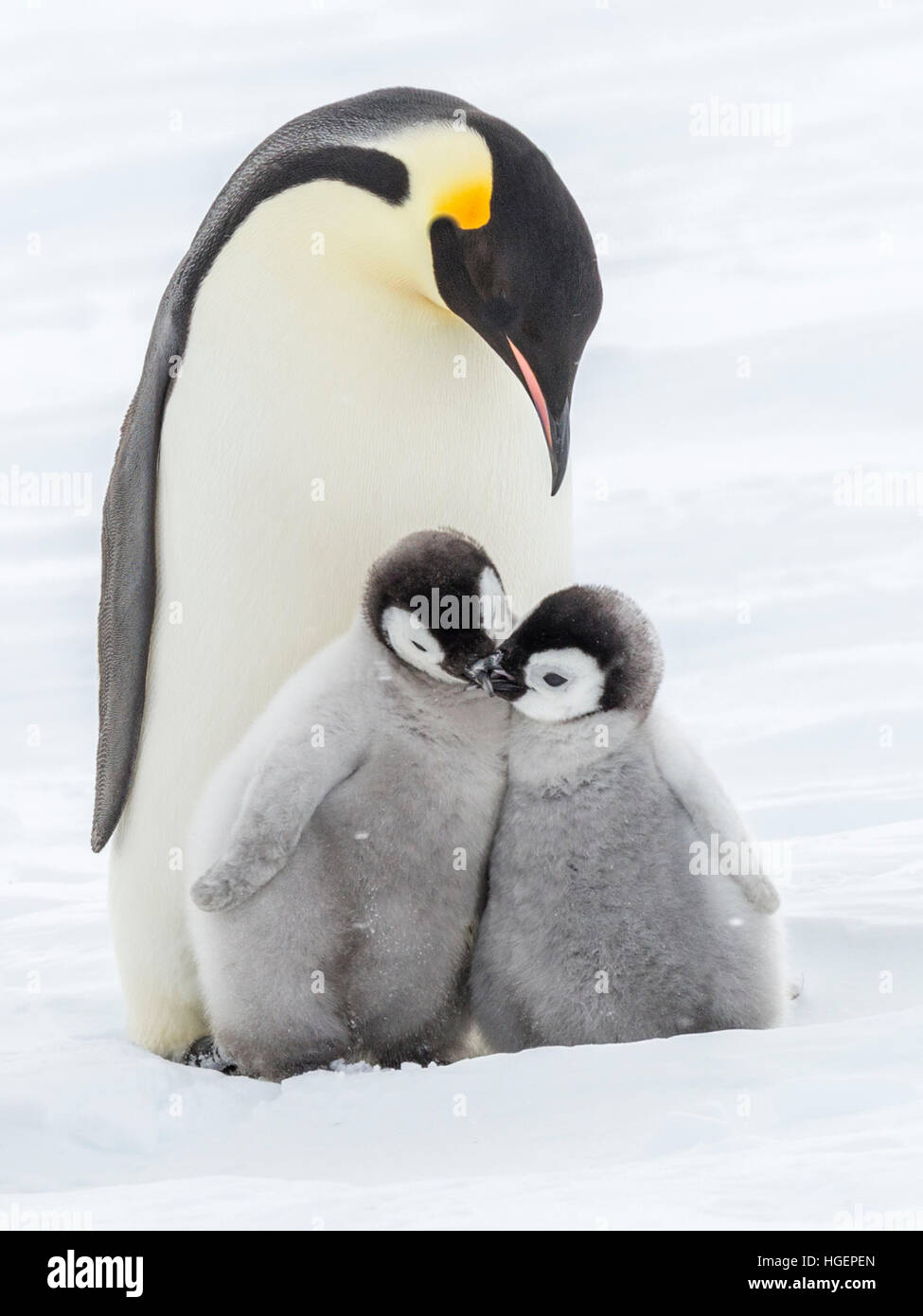 Two Emperor Penguin Chicks Cuddled up In Front Of An Adult Stock Photo 