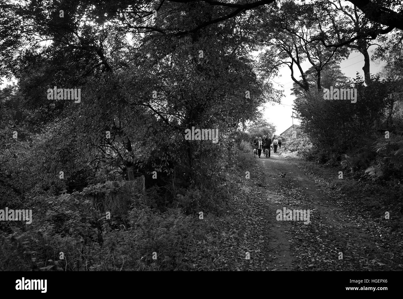 Retired greyhound walk hires stock photography and images Alamy