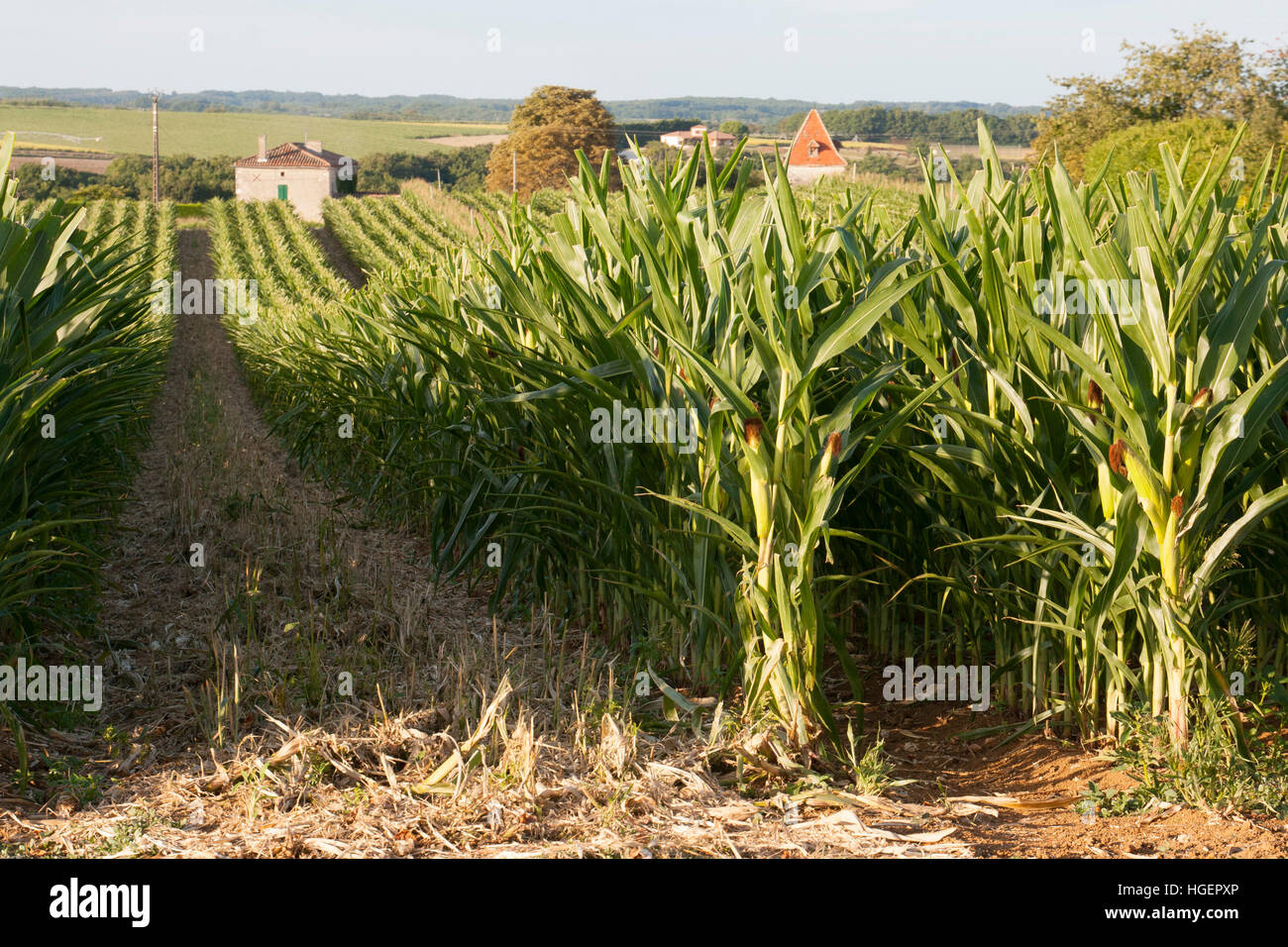 field of maize growing in France Stock Photo