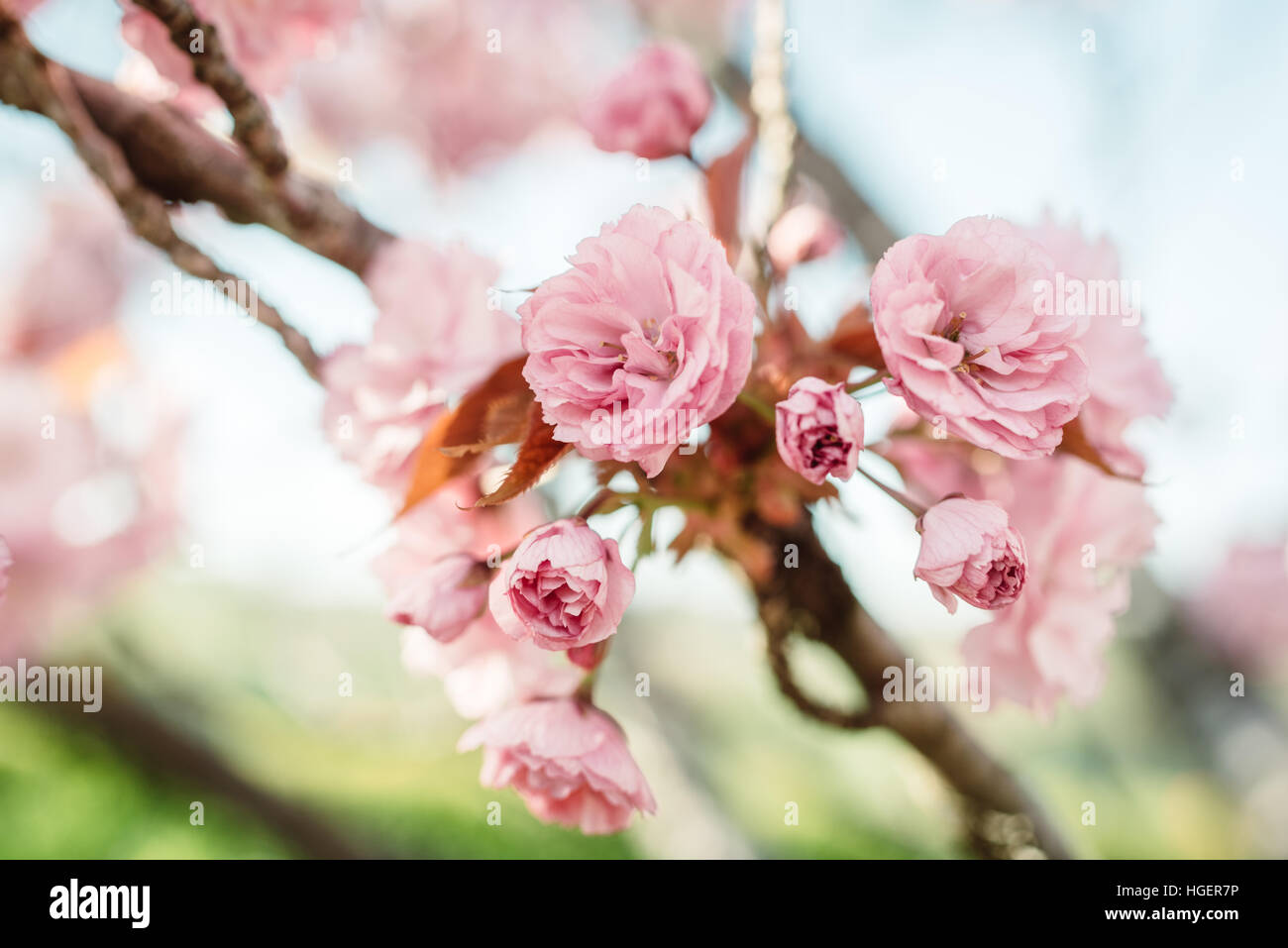 branch of cherry blossom, close up Stock Photo - Alamy