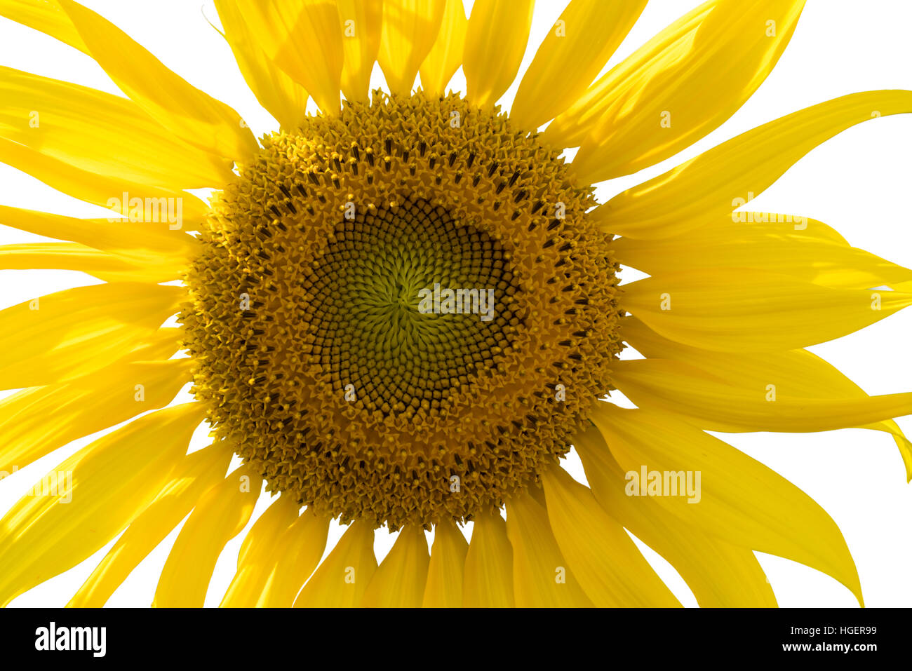 Closeup of sunflower isolated on white background Stock Photo - Alamy