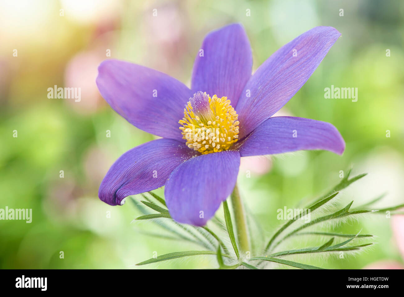 Close-up image of a single purple spring flowering Pasque flower, also known as Pulsatilla vulgaris syn: Anemone pulsatilla. Stock Photo