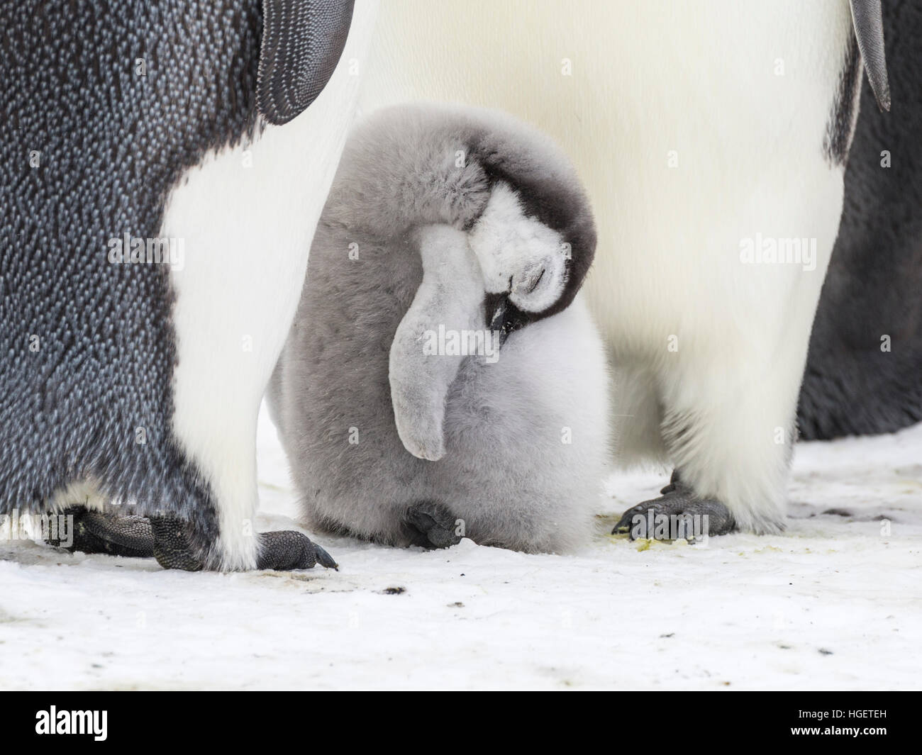 An Emperor Penguin chick sleeps between its parents Stock Photo