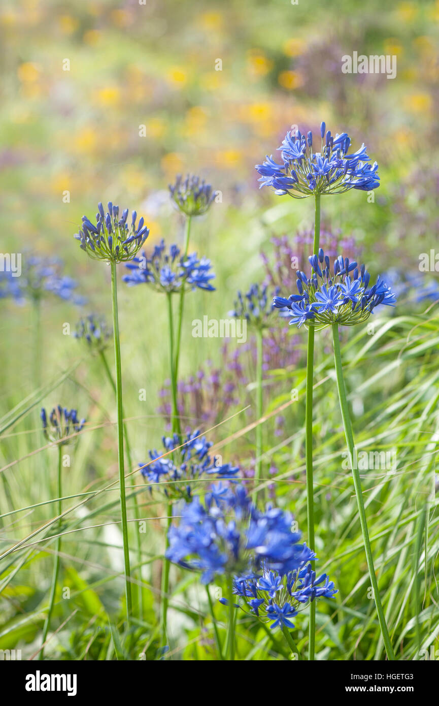 Vibrant blue Agapanthus Flowers in the summer sunshine, also known as African lillies or Lily of the Nile. Stock Photo