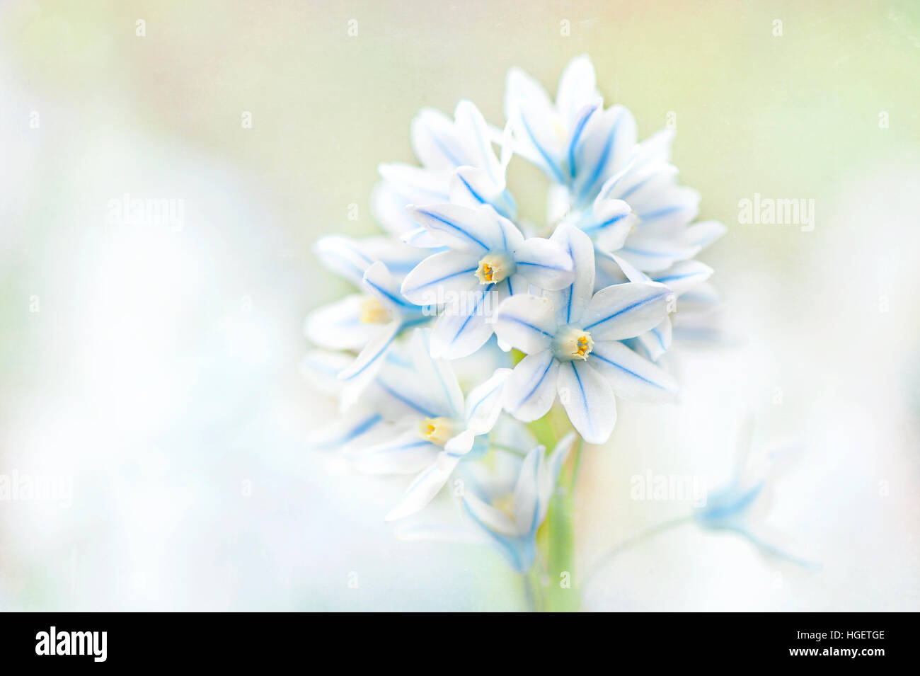 Pale blue Alpine Squill flower -  Scilla bifolia, image taken against a soft pale background. Stock Photo