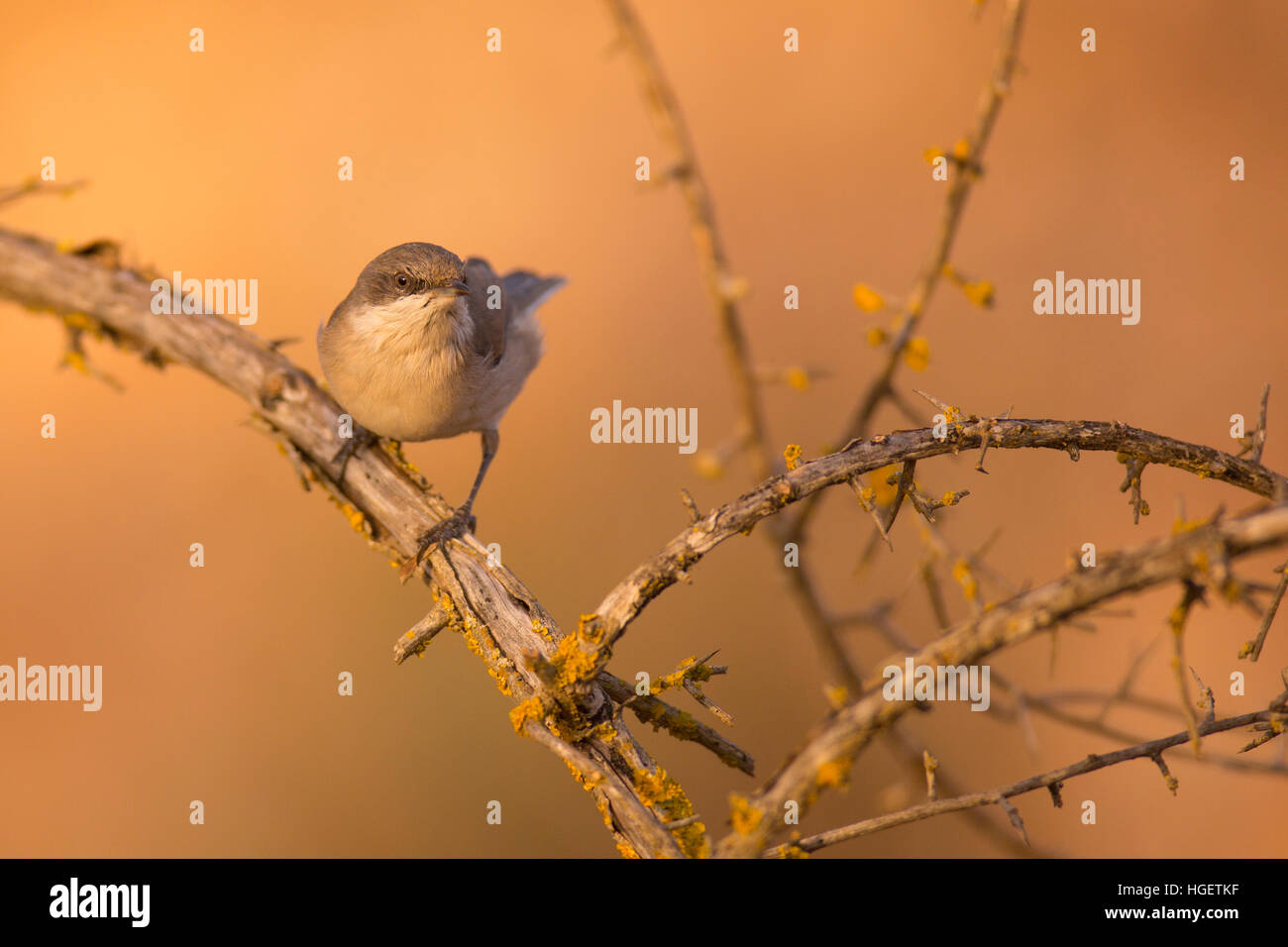 Male lesser whitethroat (Sylvia curruca) is a common and widespread typical warbler which breeds in temperate Europe and central Asia. This small pass Stock Photo