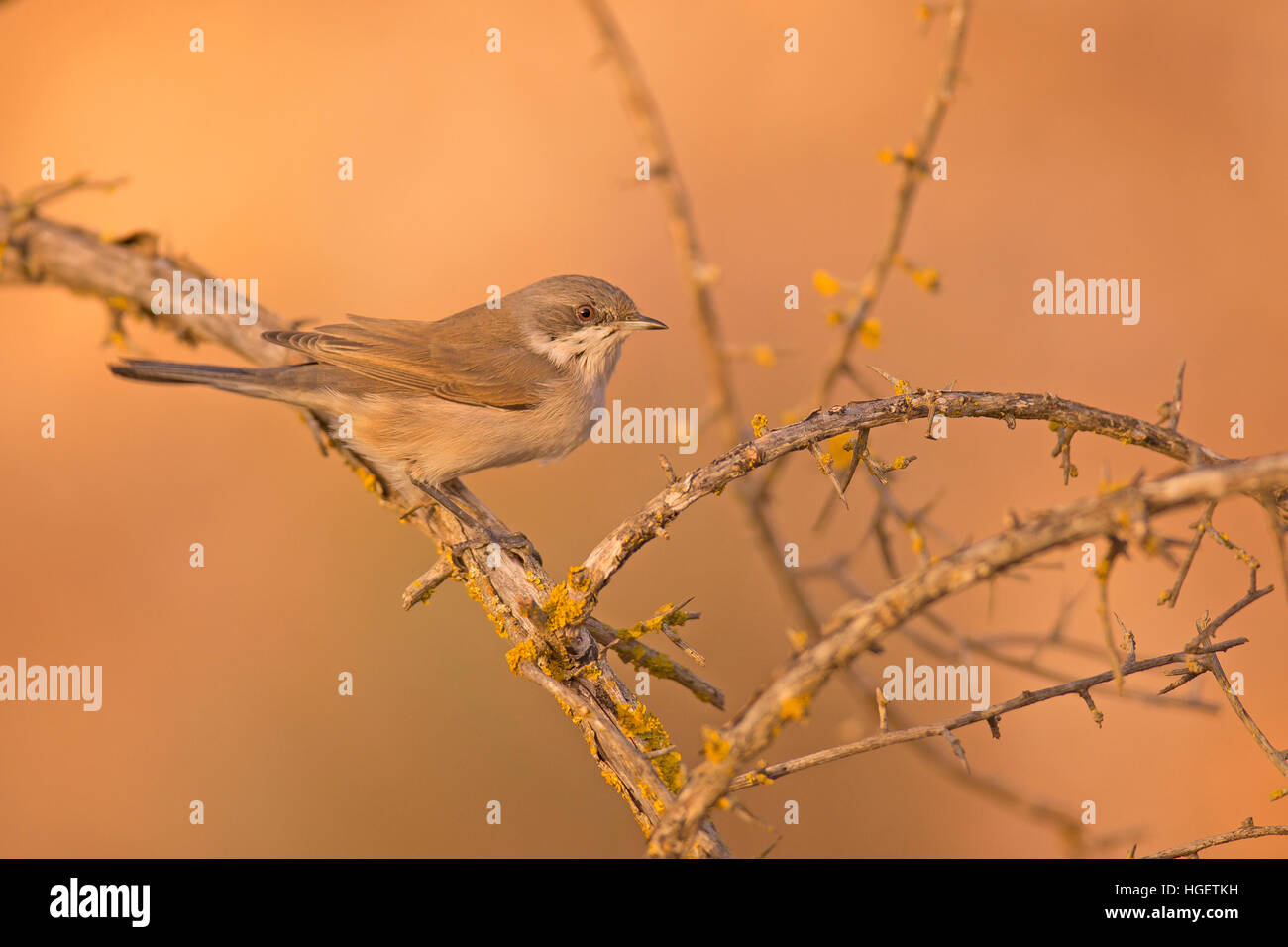 Male lesser whitethroat (Sylvia curruca) is a common and widespread typical warbler which breeds in temperate Europe and central Asia. This small pass Stock Photo