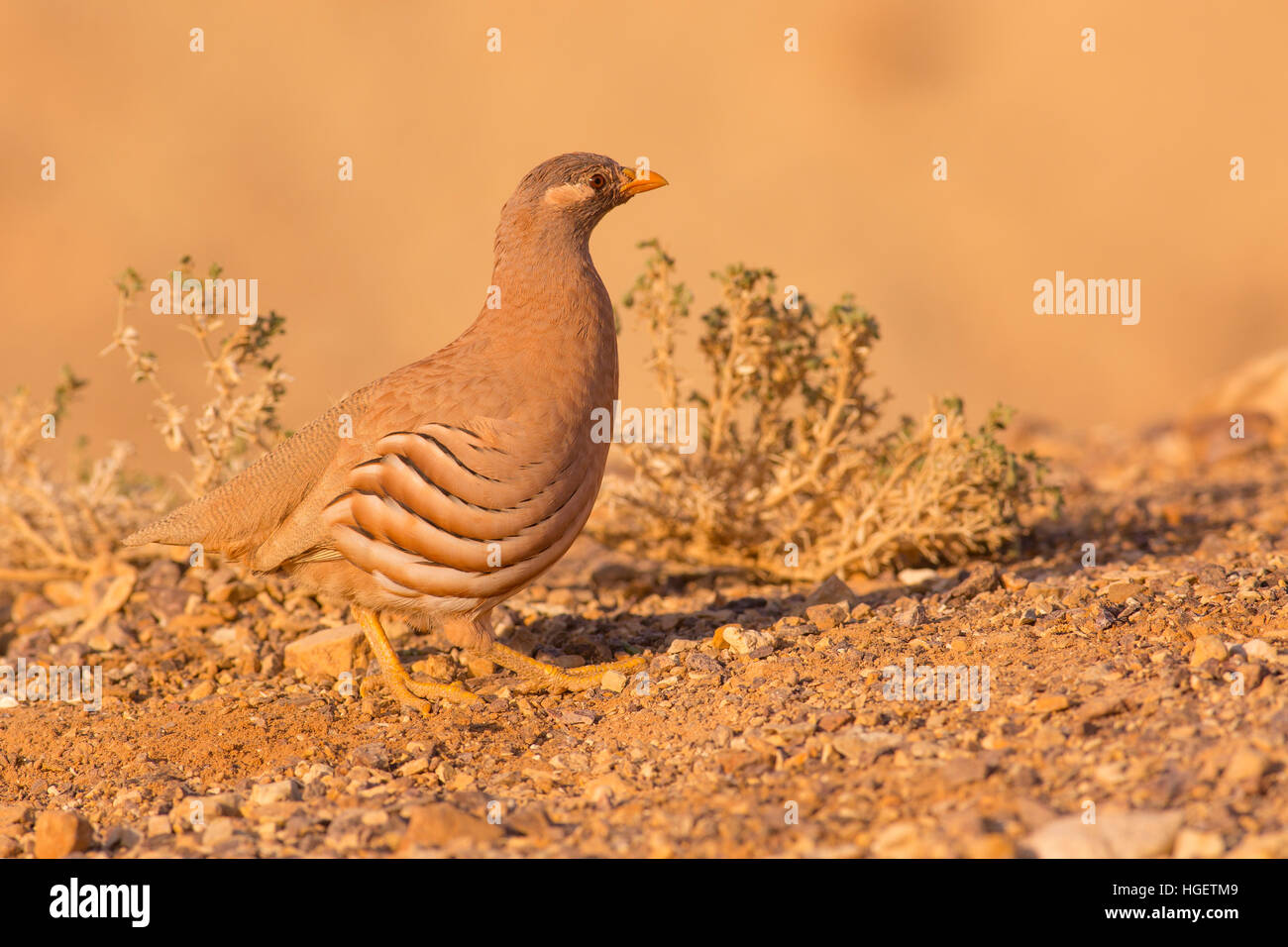 sand partridge (Ammoperdix heyi) is a gamebird in the pheasant family Phasianidae of the order Galliformes, gallinaceous birds. Photographed in Israel Stock Photo