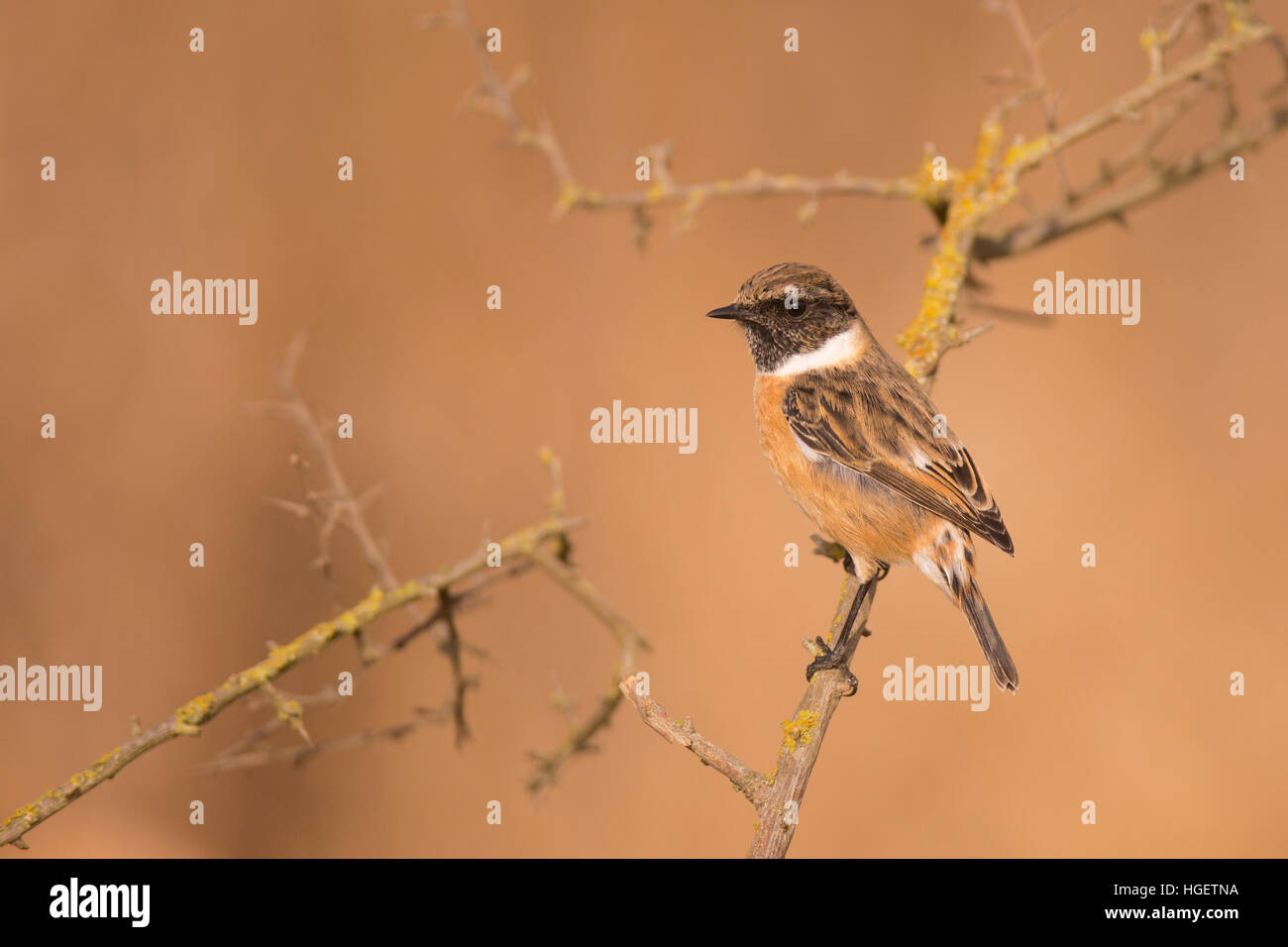 Male common stonechat, or  European Stonechat (Saxicola rubicola). This small songbird gets its name from its call, which sounds like two stones being Stock Photo