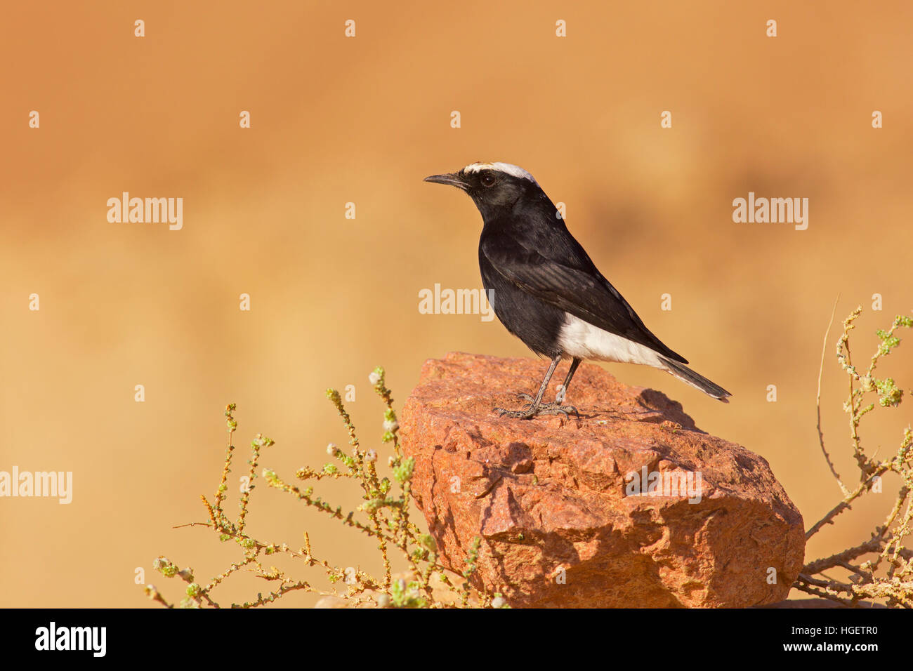white-crowned wheatear, or white-crowned black wheatear (Oenanthe leucopyga) is a small passerine bird in the Old World flycatcher, Muscicapidae famil Stock Photo