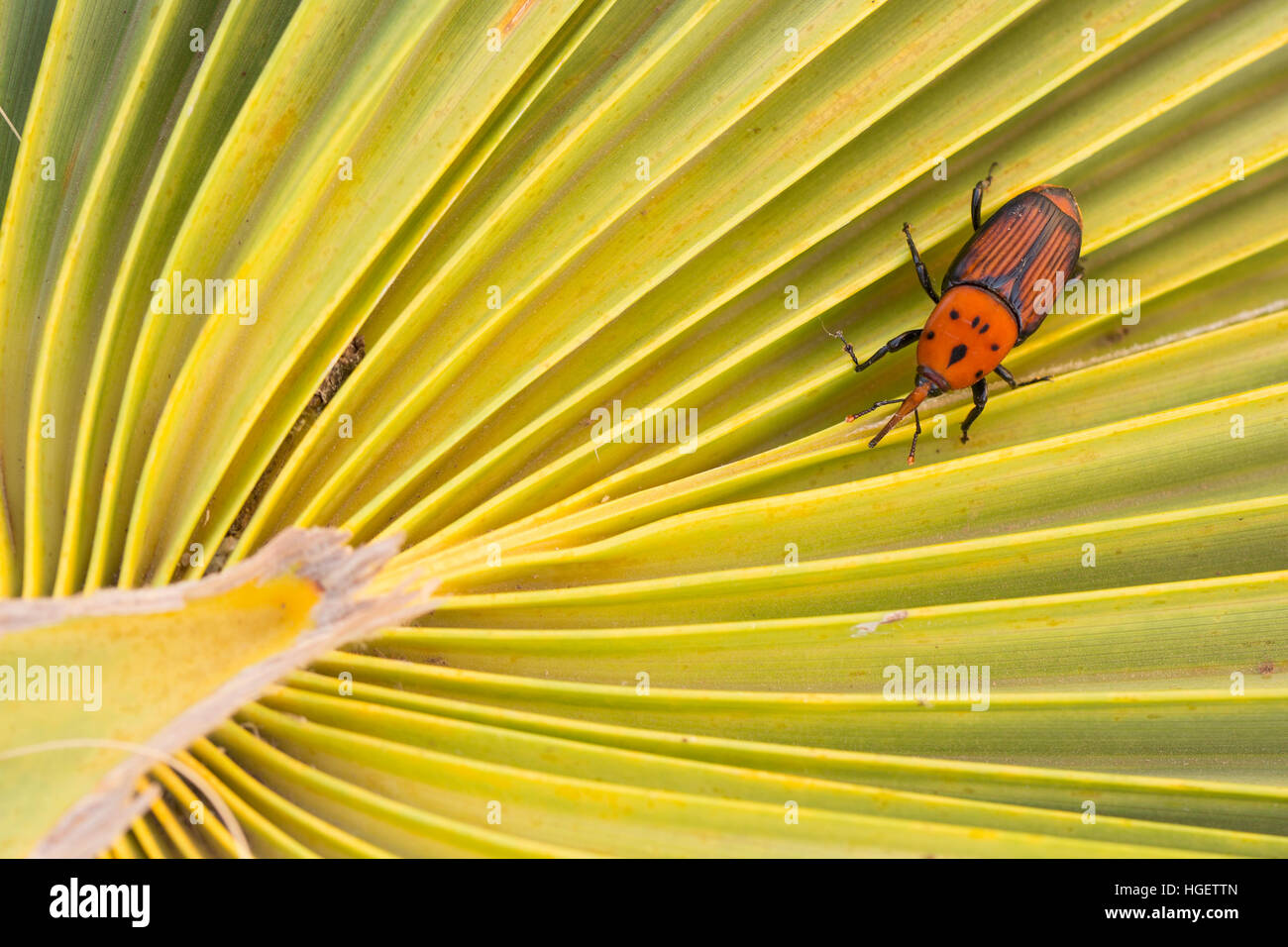 Adult red palm weevil (Rhynchophorus ferrugineus) a species of snout beetle also known as the Asian palm weevil or sago palm weevil.  Weevil larvae ca Stock Photo