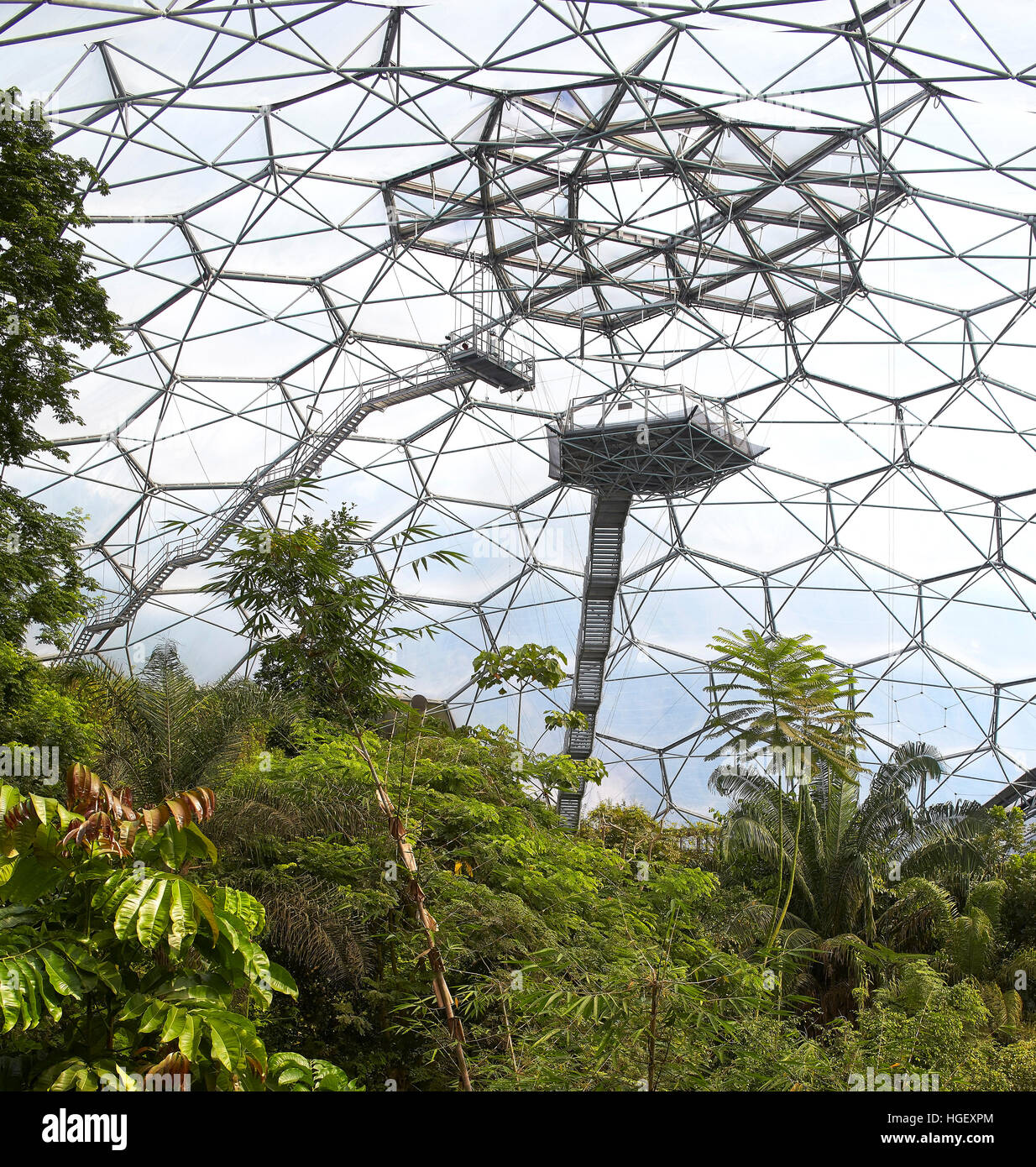 Dome interior with viewing platform and  rainforest plants. Eden Project, Bodelva, United Kingdom. Architect: Grimshaw, 2016. Stock Photo
