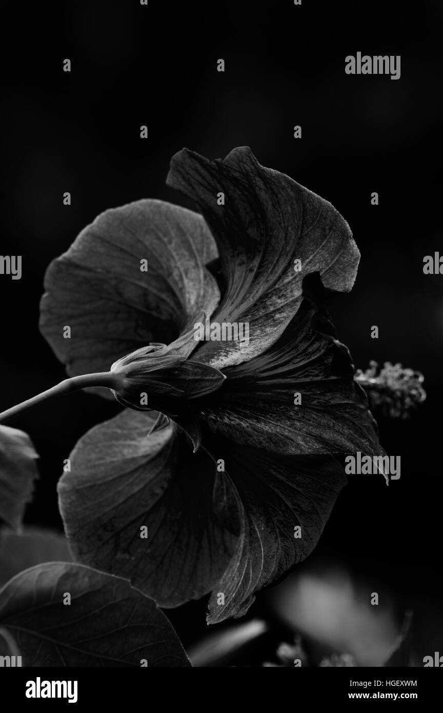 Photo Chinese hibiscus, or Hibiscus (Latin Hibiscus rosasinensis
