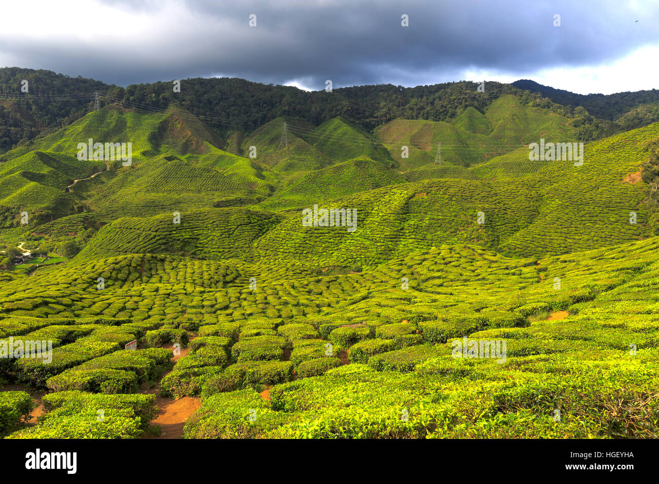 Tea Plantation in the Cameron Highlands, Malaysia, Asia Stock Photo