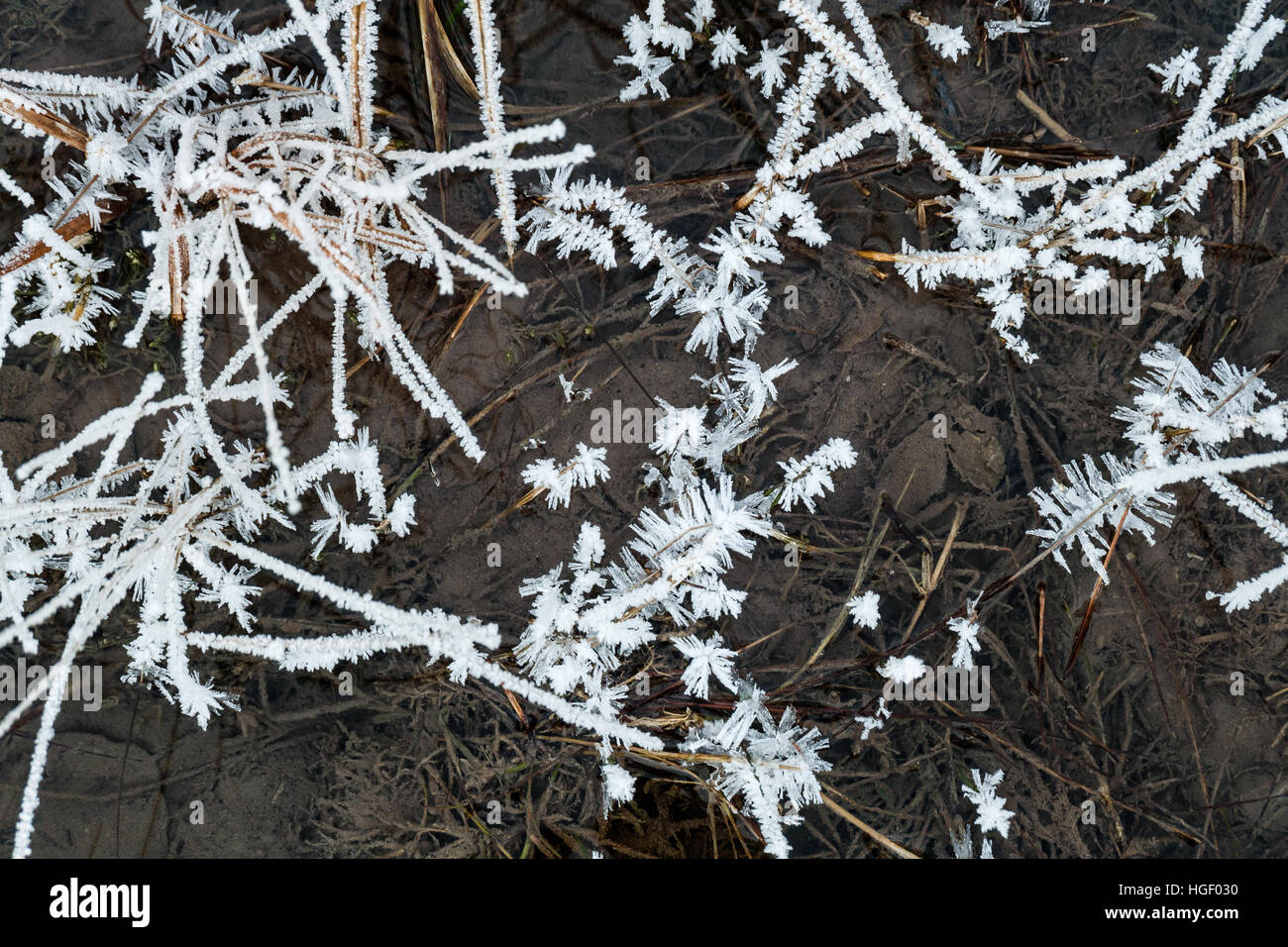 Plants (grass) with white frost over brown mud in water Stock Photo - Alamy