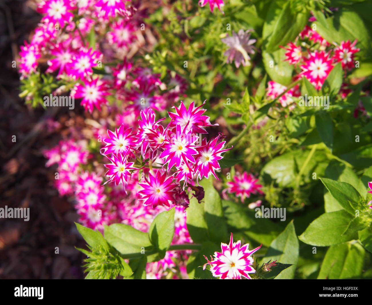 Phlox drummondii 'Twinkle Star' blooming in the garden Stock Photo