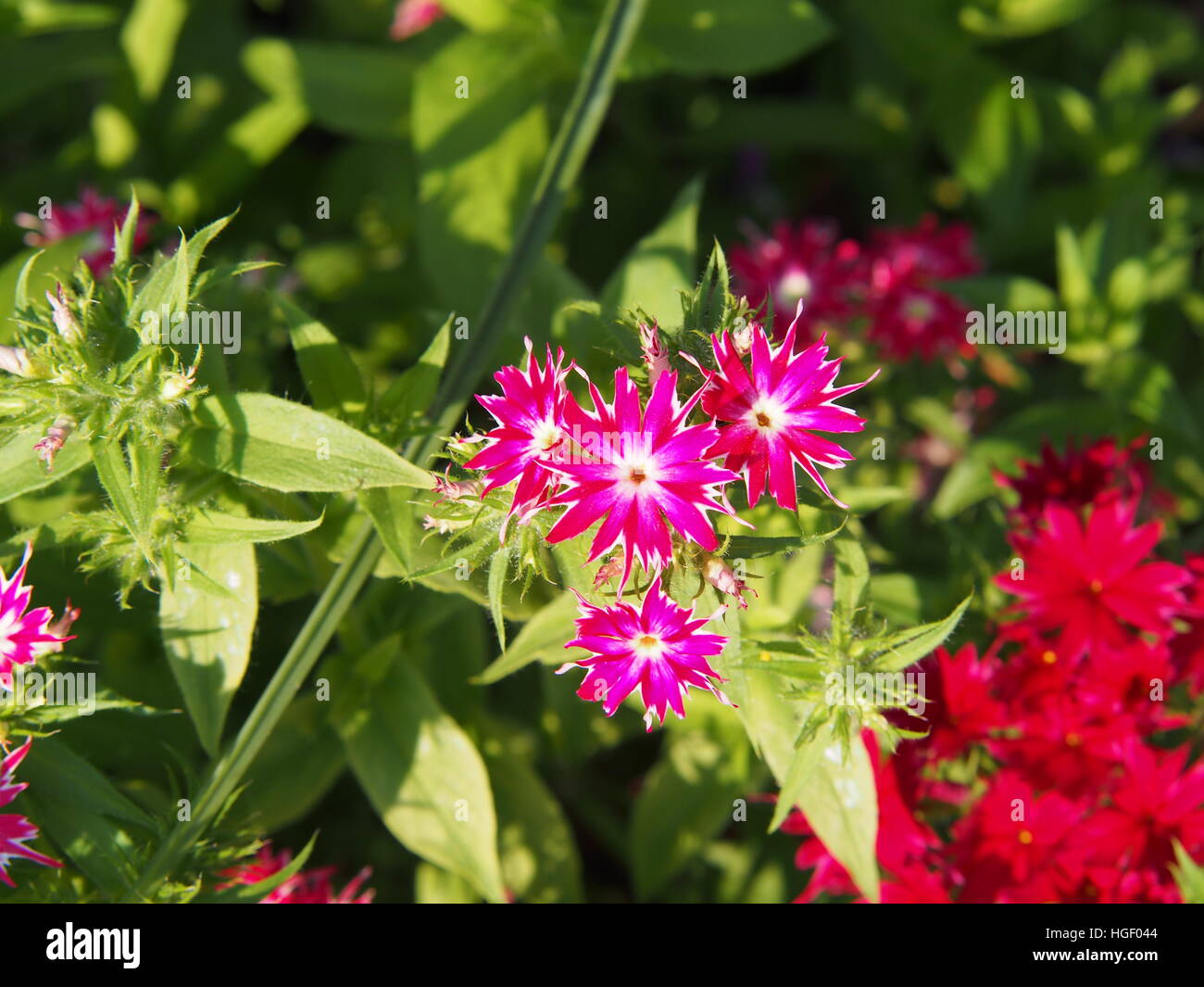 Phlox drummondii 'Twinkle Star' blooming in the garden Stock Photo