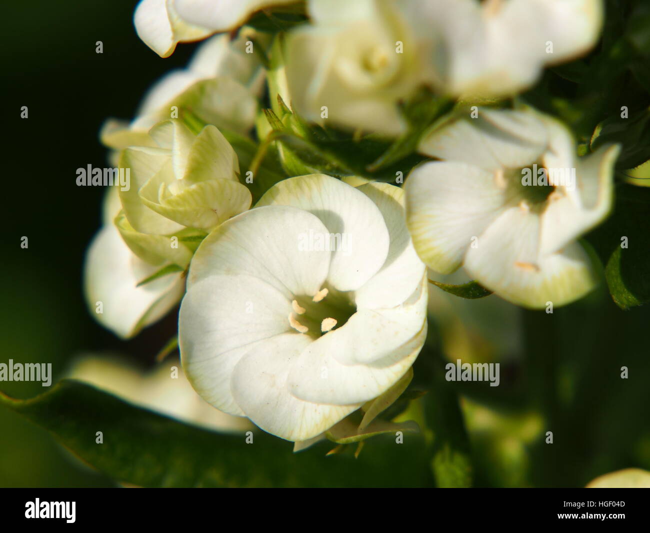 Beautiful white and green flowers of Phlox paniculata 'Jade' - garden phlox Stock Photo
