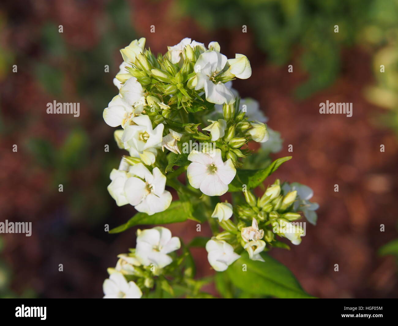 Beautiful white and green flowers of Phlox paniculata 'Jade' - garden phlox Stock Photo