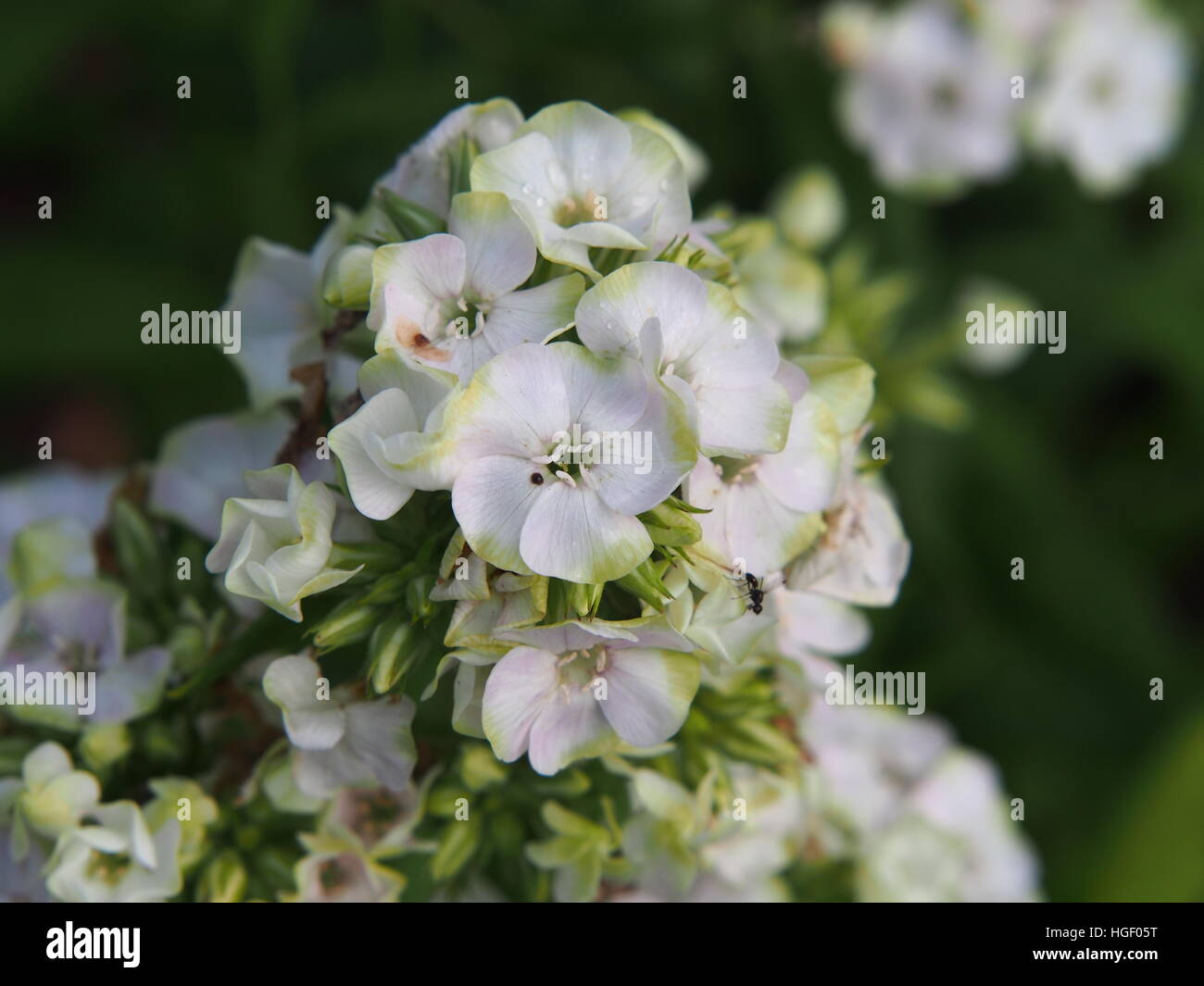 Beautiful white and green flowers of Phlox paniculata 'Jade' - garden phlox Stock Photo