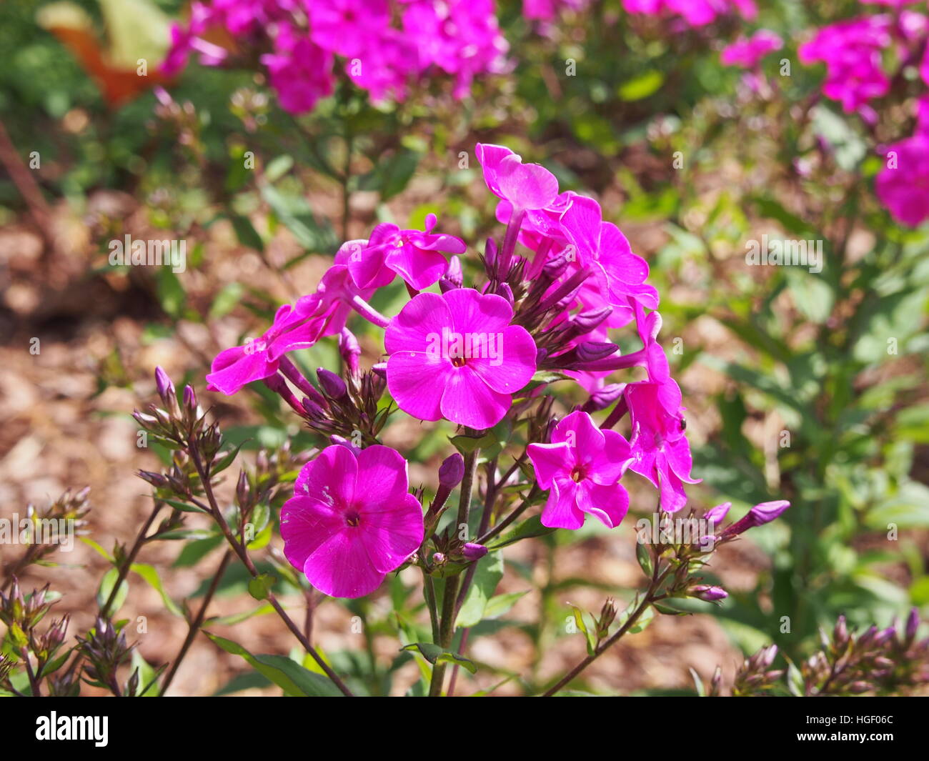 Garden phlox (Phlox paniculata) in full bloom Stock Photo - Alamy