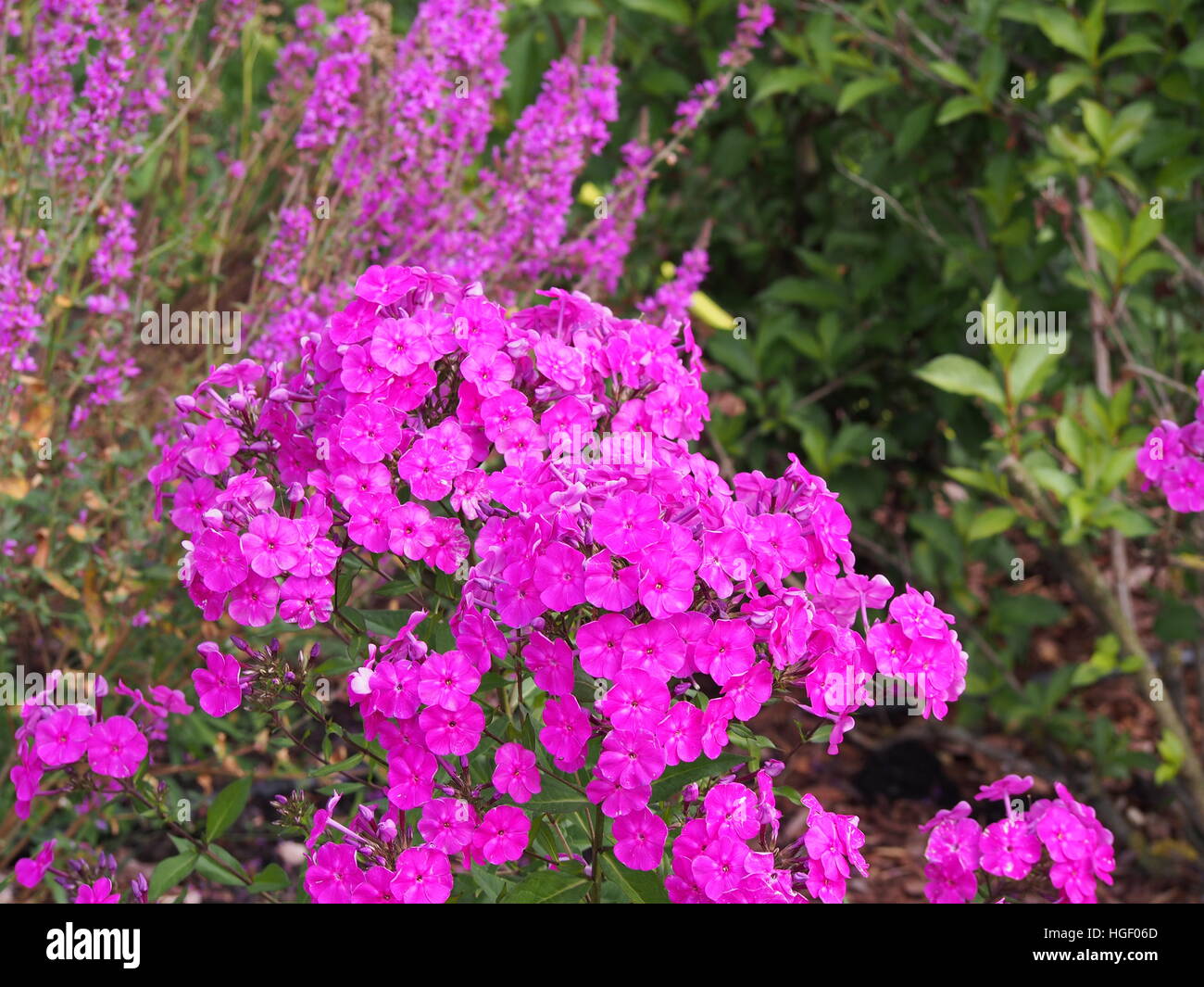 Garden phlox (Phlox paniculata) in full bloom Stock Photo - Alamy
