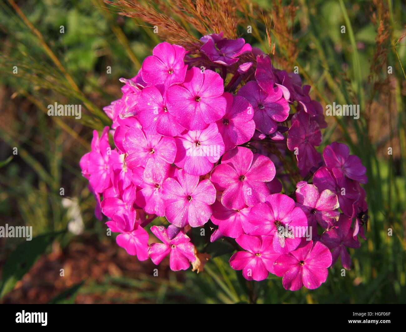 Garden phlox (Phlox paniculata) in full bloom Stock Photo - Alamy