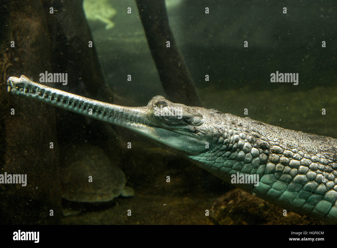 The gharial, Gavialis gangeticus, also known as the gavial Stock Photo
