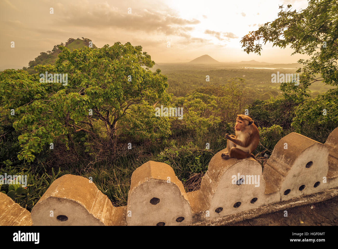 Monkey at the Dambulla cave temple in Sri Lanka Stock Photo