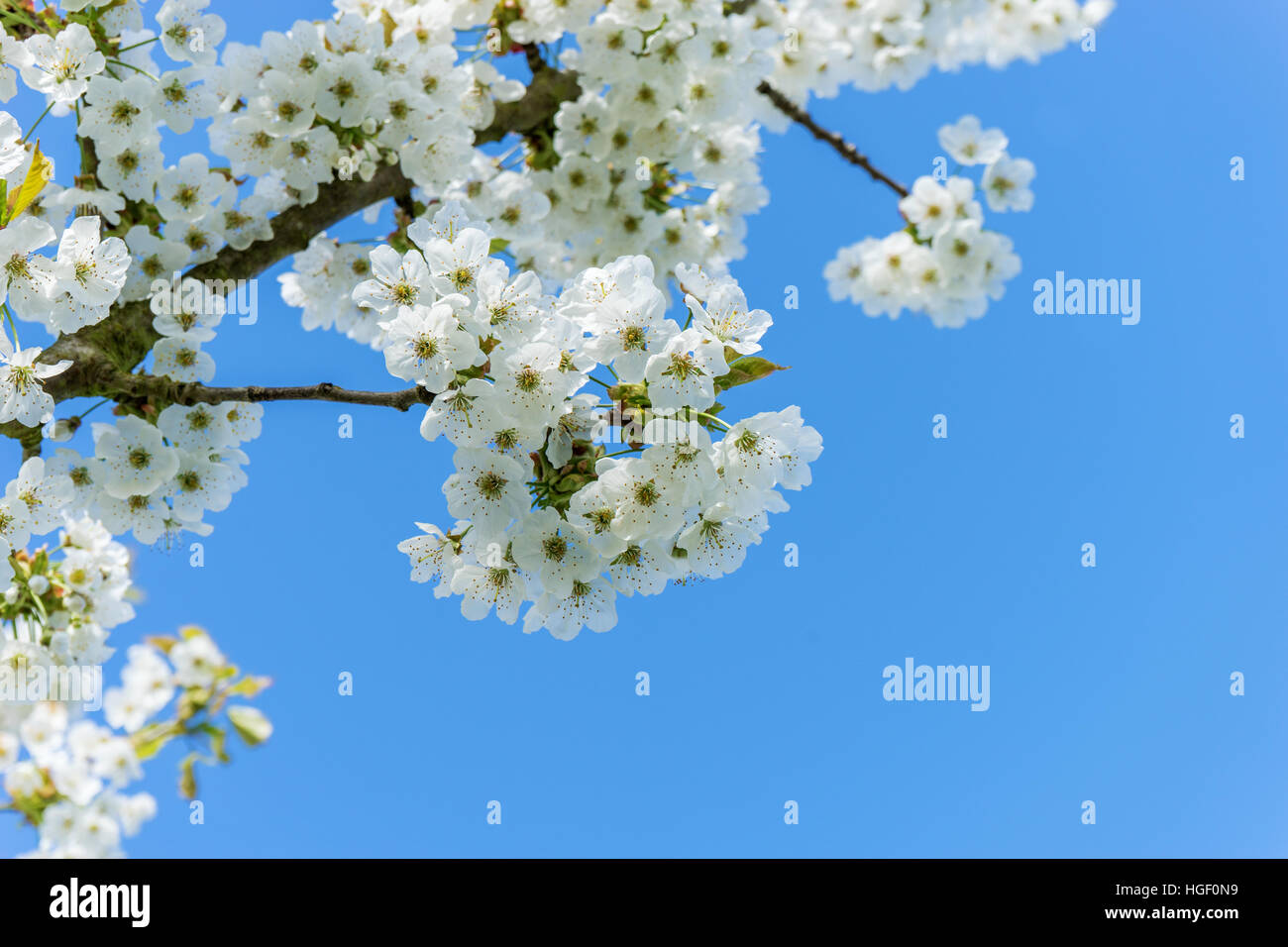 Branch with cherry blossoms against a blue sky Stock Photo - Alamy