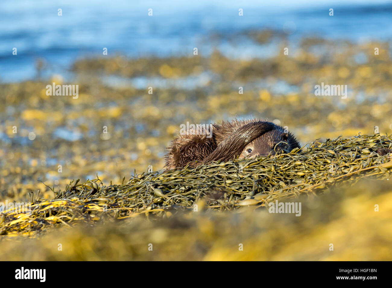 Eurasian otter (Lutra lutra) pup hiding on the seaweed beside the loch Stock Photo