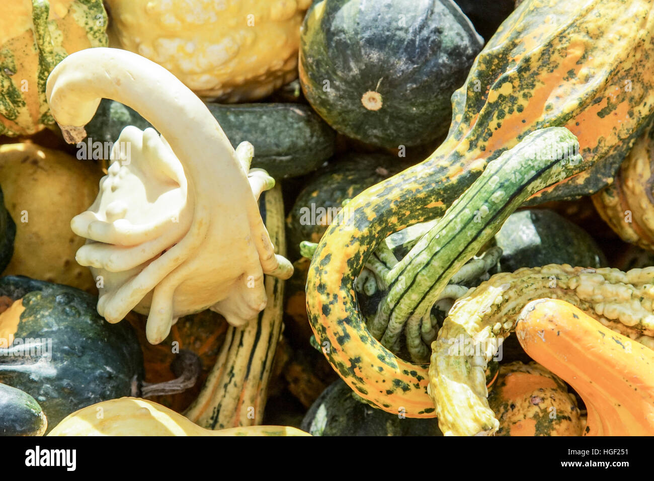 tangled group of colorful twisted decorative autumn gourds displayed in sunlight in November Union Square greenmarket Manhattan Stock Photo