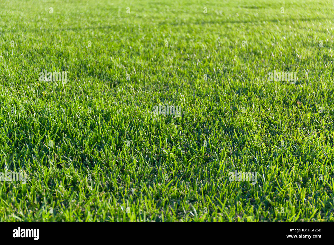 Close-up image of fresh spring green grass background Stock Photo - Alamy