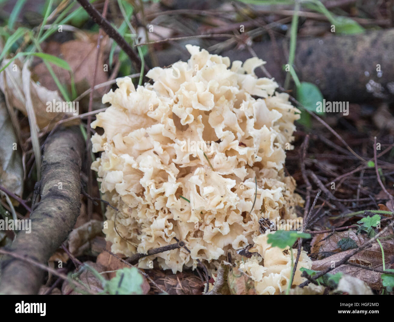 Cauliflower Fungus in a Wood in Winter Stock Photo - Alamy