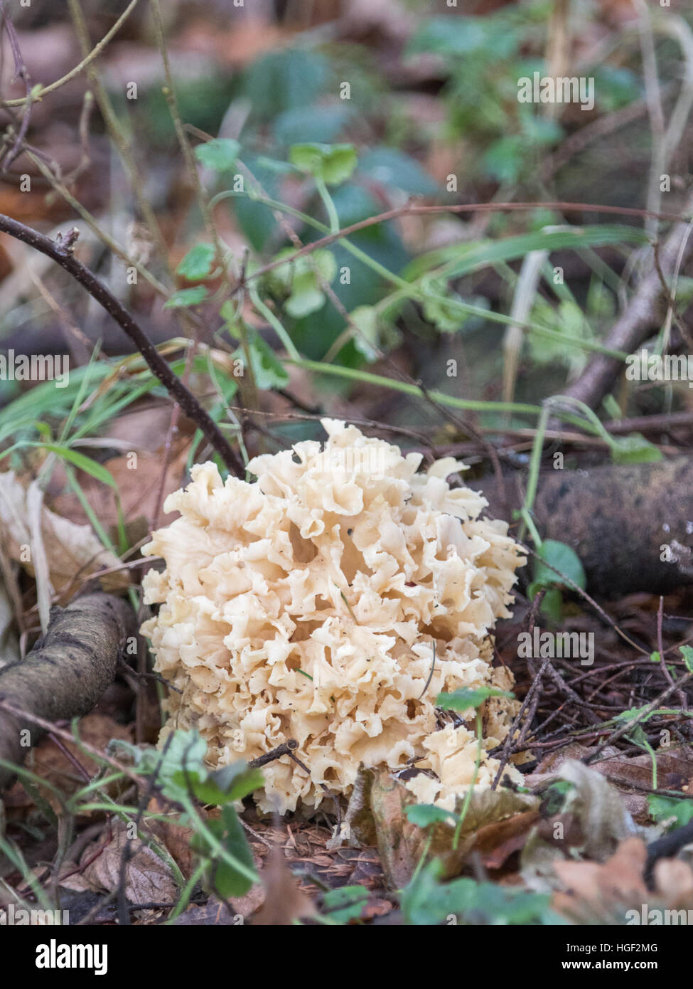 Cauliflower Fungus in a Wood in Winter Stock Photo - Alamy