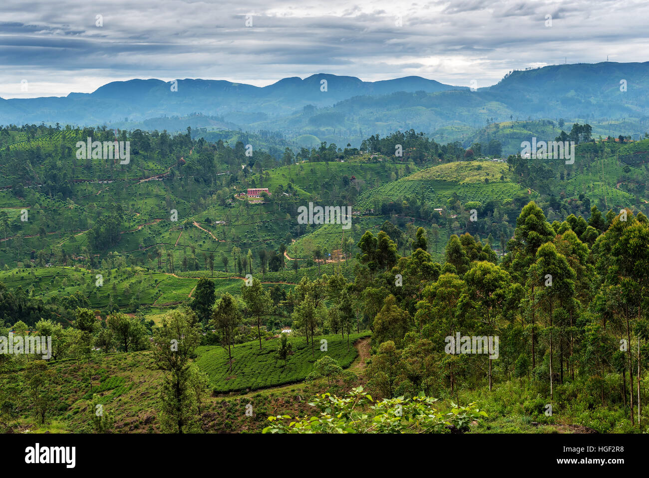 Sri Lanka famous Ceylon highland tea fields Stock Photo Alamy