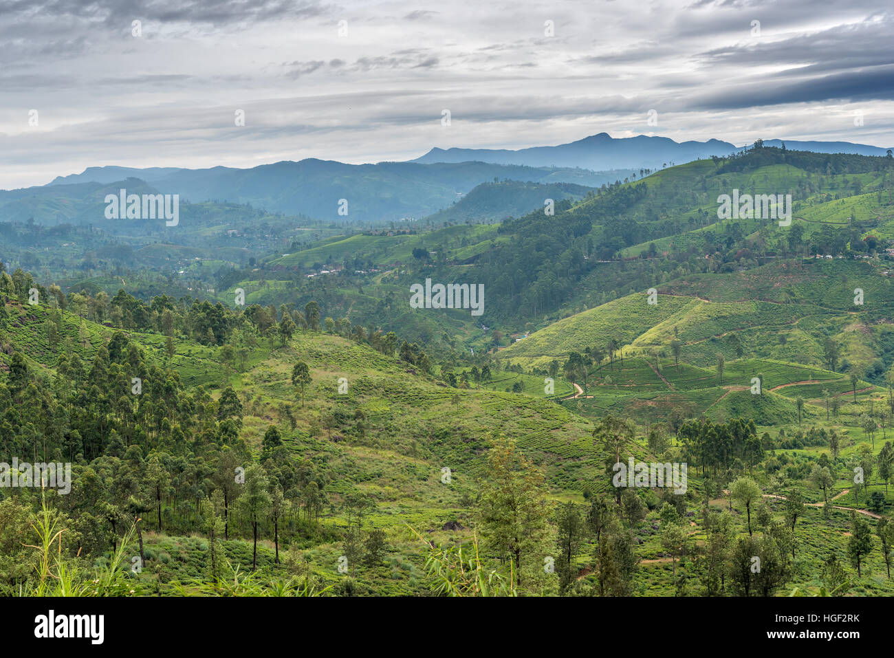 Sri Lanka famous Ceylon highland tea fields Stock Photo Alamy