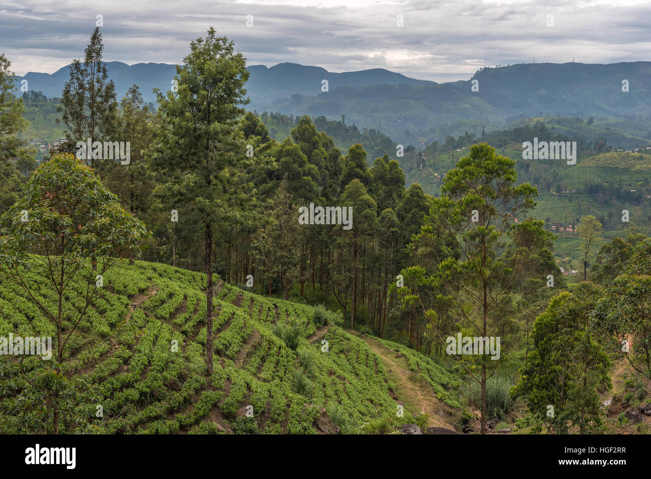 Sri Lanka: famous Ceylon highland tea fields Stock Photo