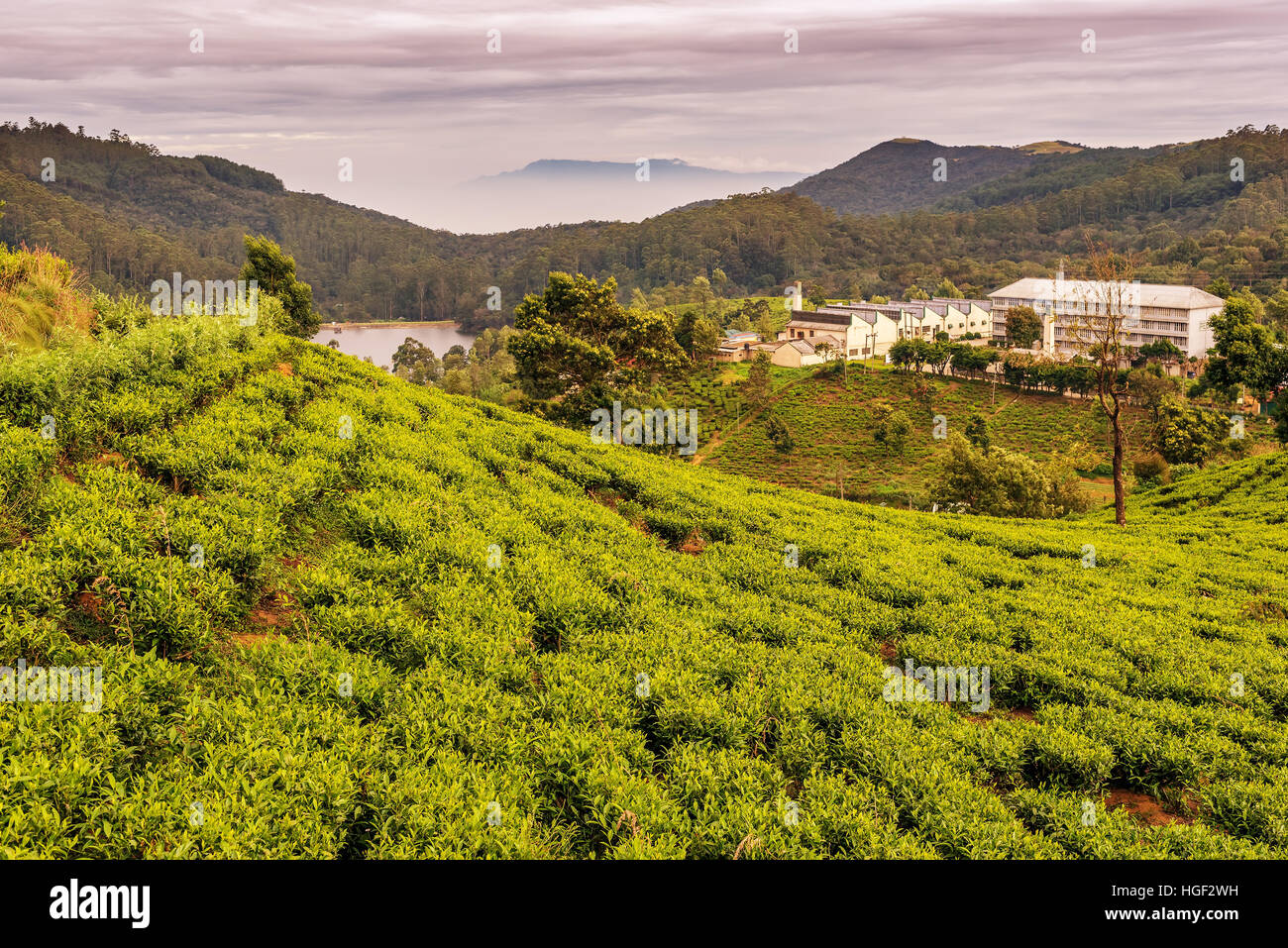 Sri Lanka: famous Ceylon highland tea fields Stock Photo