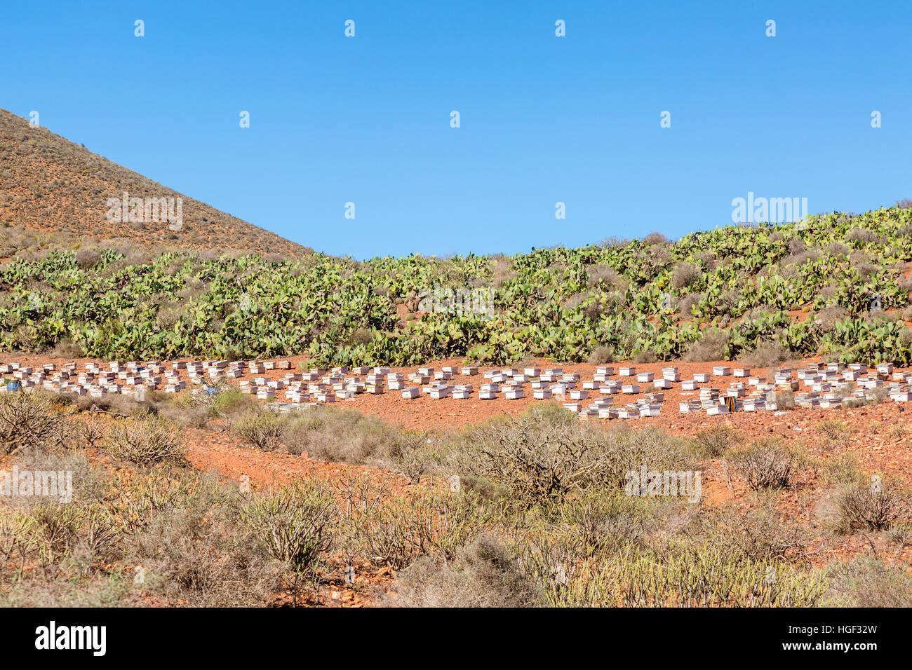 The effective combination of beekeeping and the cultivation of prickly pear over Sidi Ifni, Morocco Stock Photo