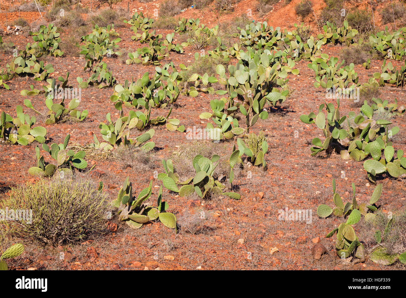 Growing prickly pear over Sidi Ifni in the southwestern part of Morocco Stock Photo