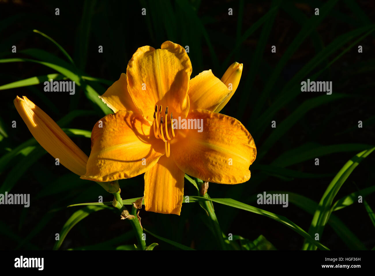 Yellow Stella d'Oro daylily in bloom Stock Photo