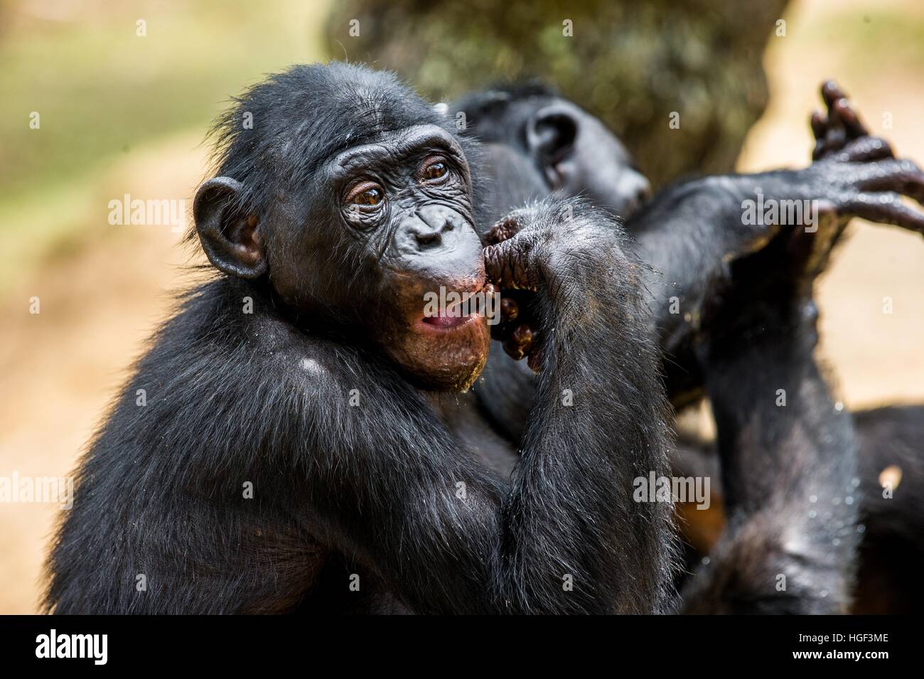 The portrait of eating juvenile Bonobo. The Bonobo ( Pan paniscus ...