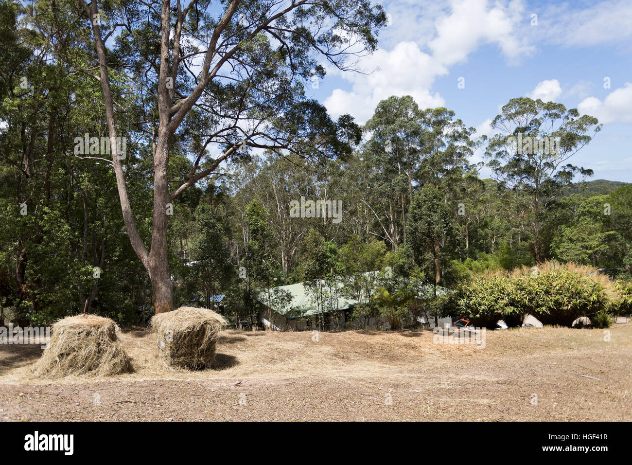 House located in tranquil nature amongst tall gum trees in Yandina hinterland, Queensland, Australia Stock Photo