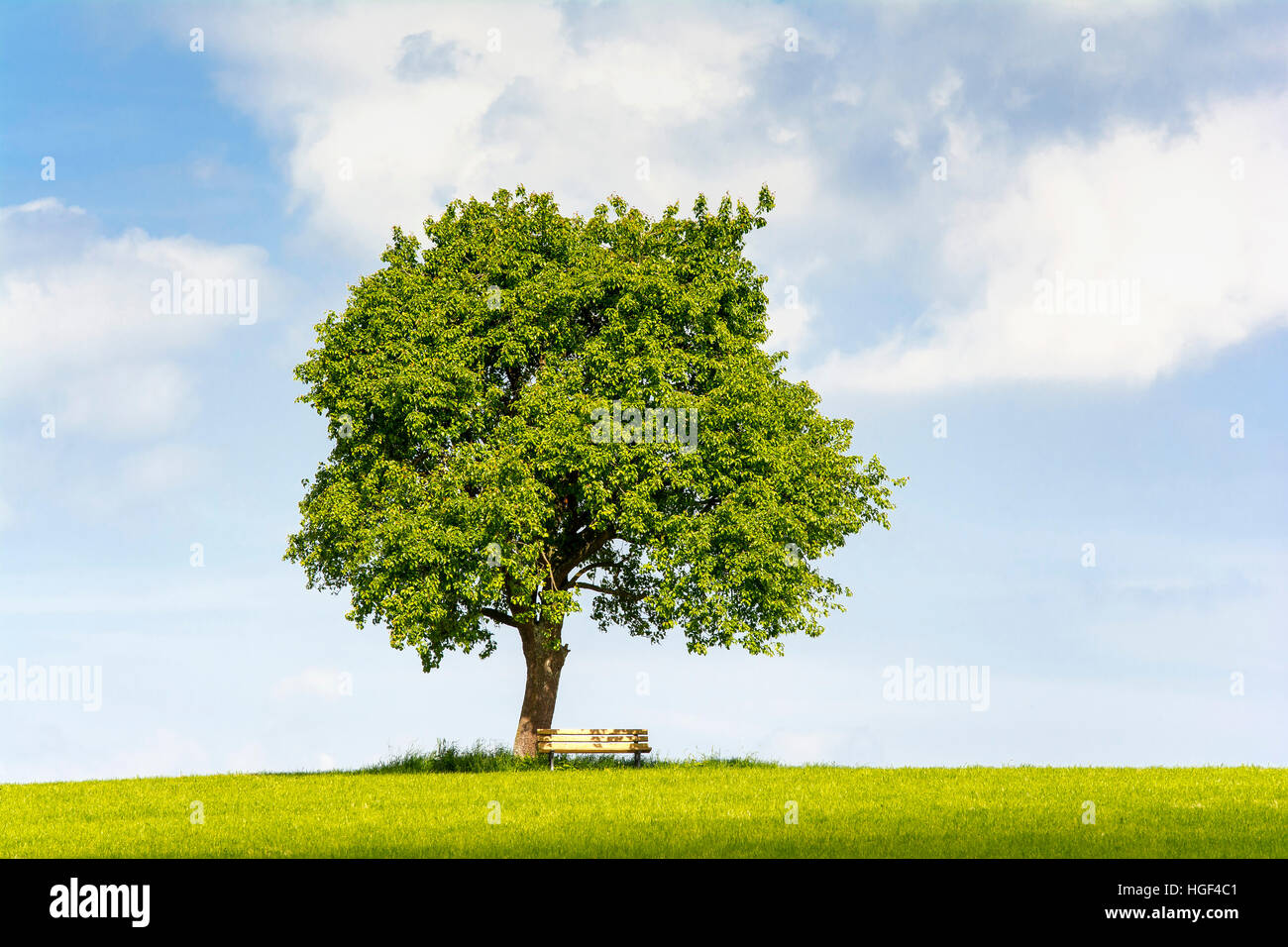 Pear tree (Pyrus) with bench, Baden-Württemberg, Germany Stock Photo