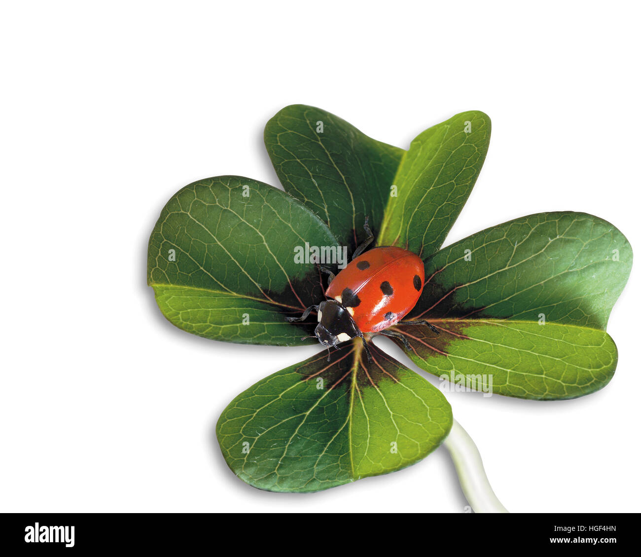 Lively Ella ladybird with lucky four-leaf clover