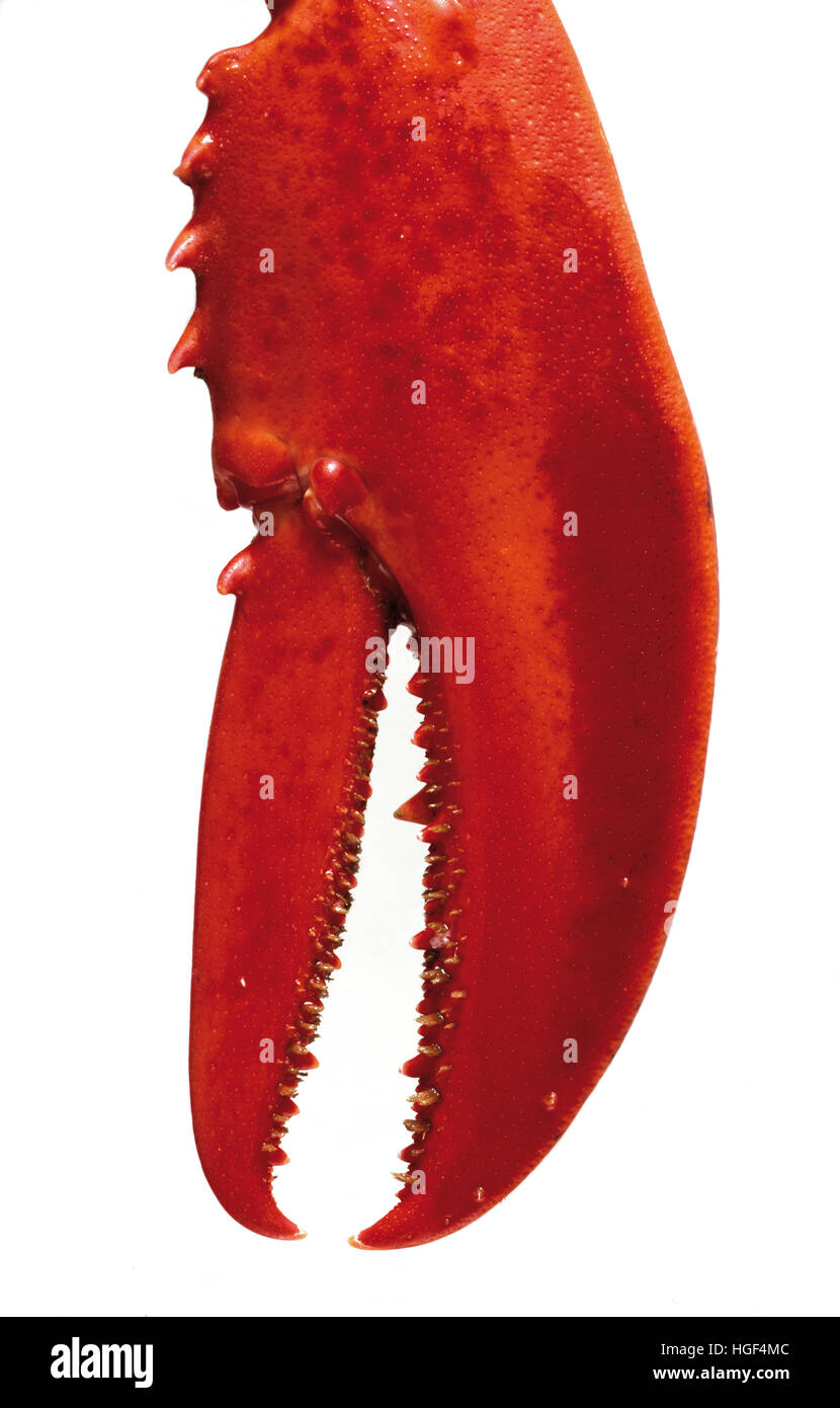 Lobster claw Stock Photo