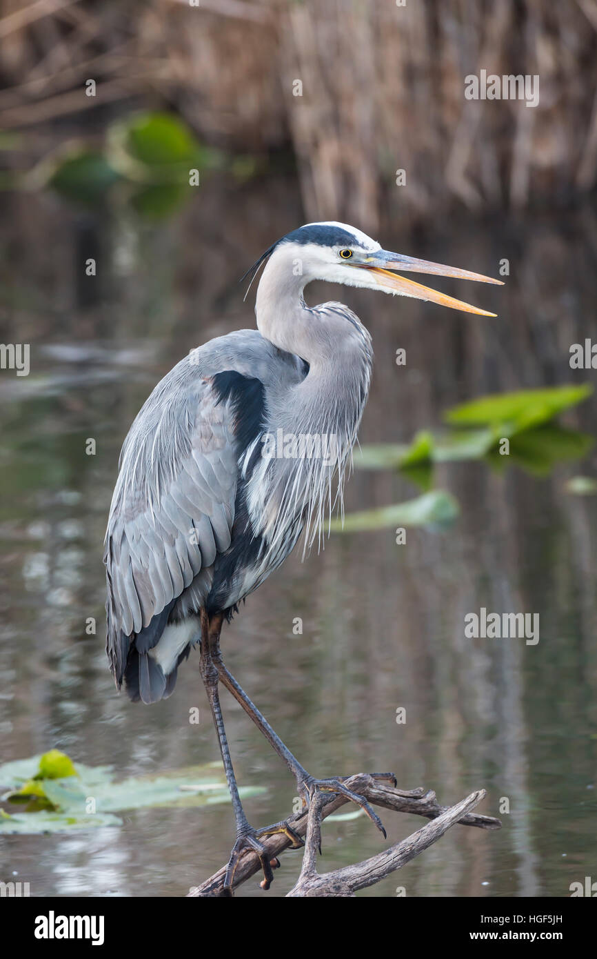 Grey heron (Ardea cinerea), Anhinga Trail, Everglades National Park, Florida, USA Stock Photo