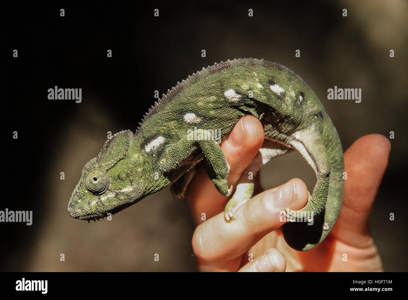 Chameleon on a human hand in Madagascar Stock Photo
